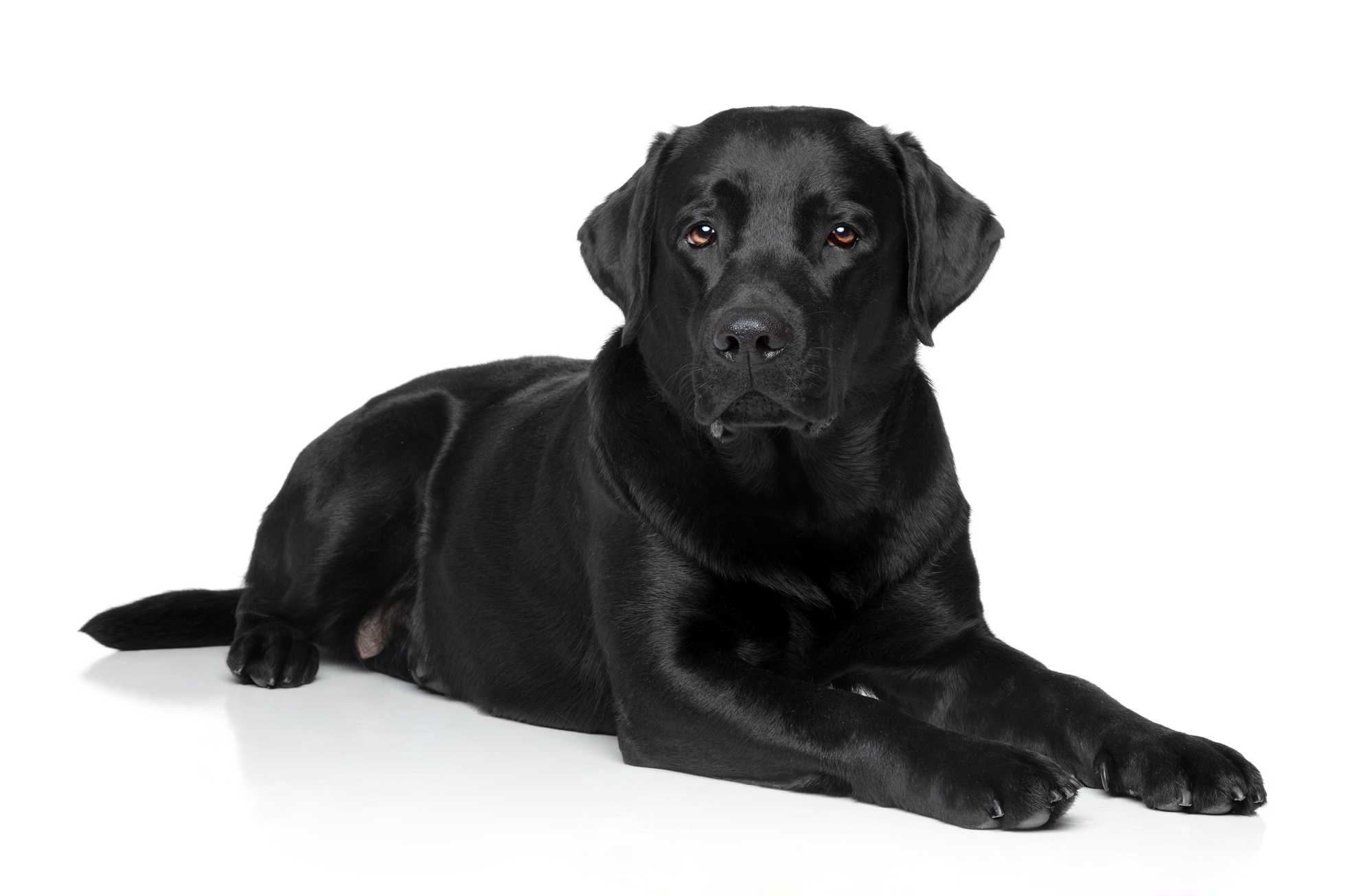 Dog 3