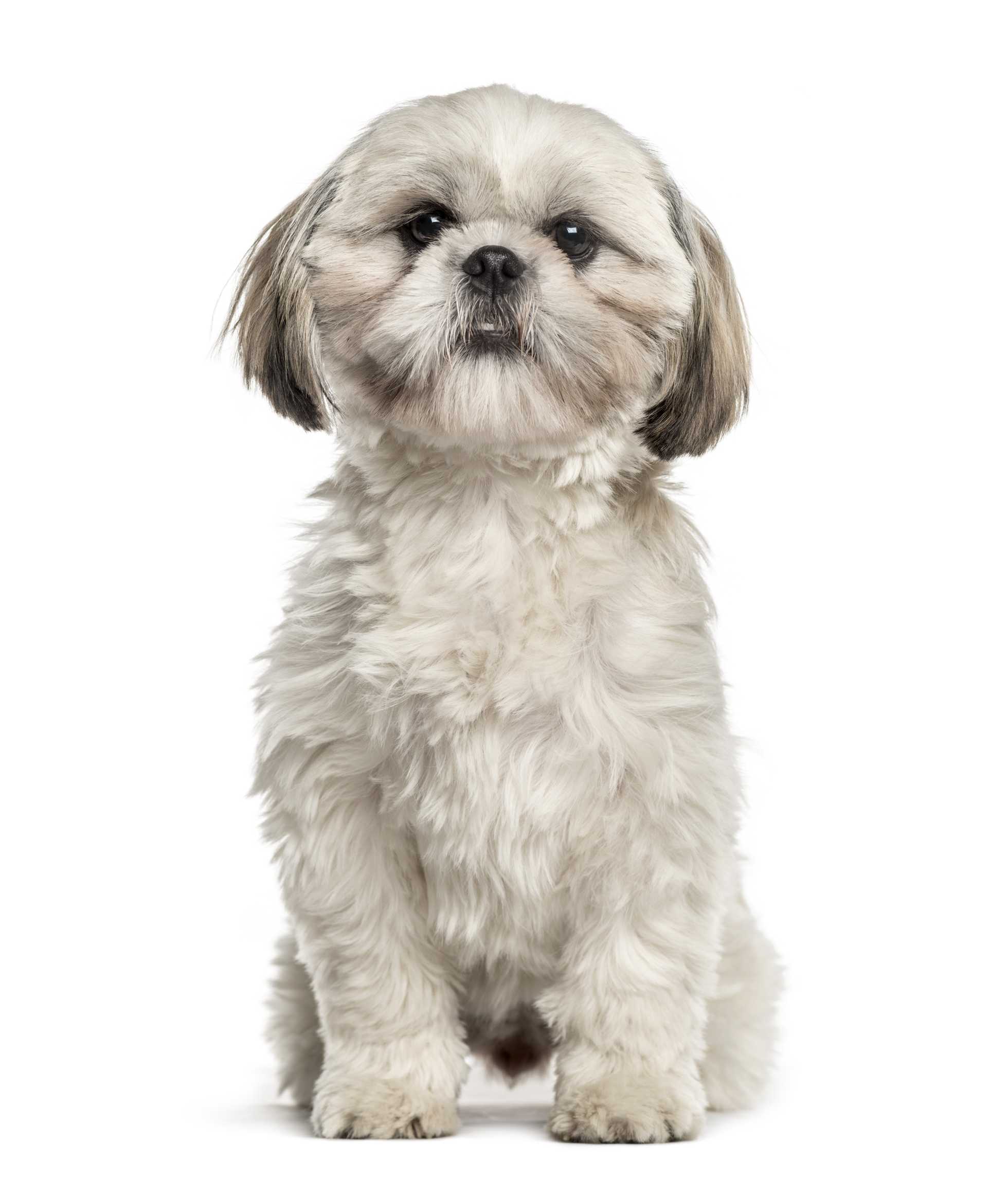 Dog 6